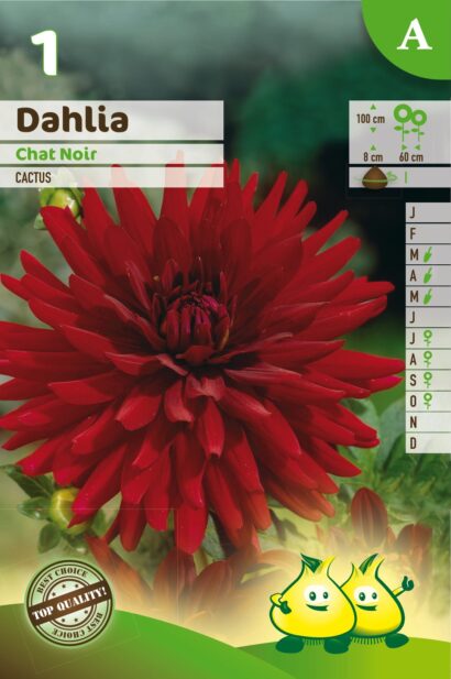 Dahlia ‘Chat Noir’ - Dahlia