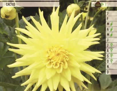 Dahlia geel - Dahlia