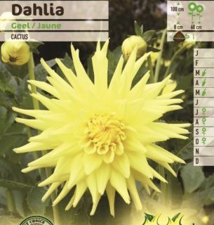 Dahlia geel - Dahlia