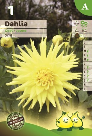 Dahlia geel - Dahlia