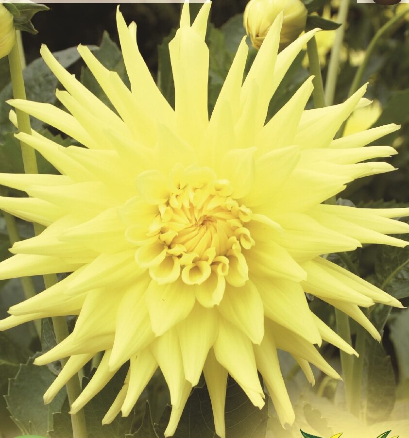 Dahlia geel - Dahlia