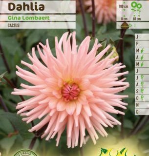 Dahlia ‘Gina Lombaert’ - Dahlia