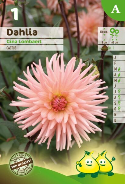 Dahlia ‘Gina Lombaert’ - Dahlia