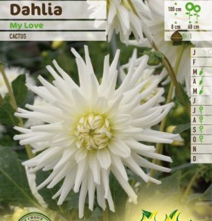 Dahlia ‘My Love’ - Dahlia