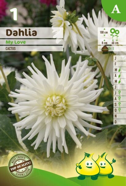 Dahlia ‘My Love’ - Dahlia