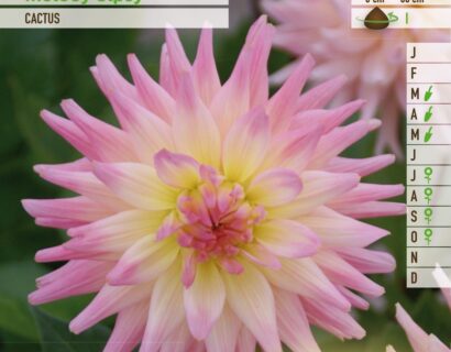 Dahlia ‘Melody Gipsy’ - Dahlia