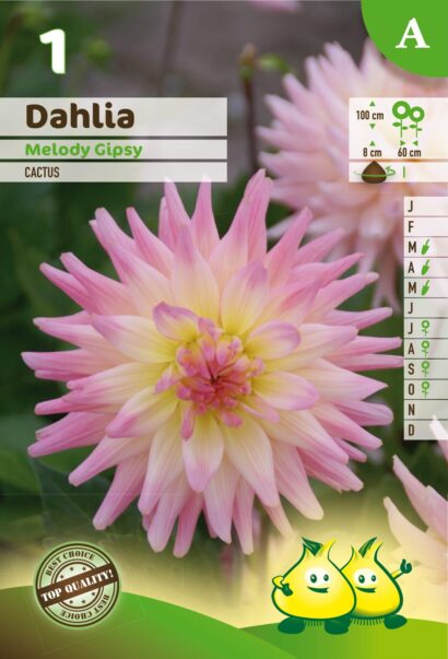 Dahlia ‘Melody Gipsy’ - Dahlia