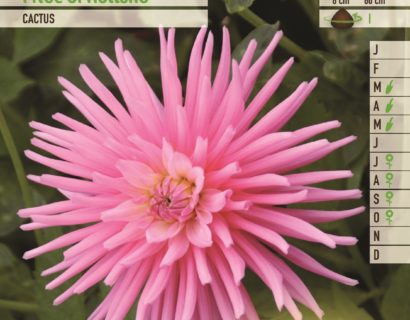 Dahlia ‘Pride of Holland’ - Dahlia