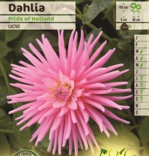 Dahlia ‘Pride of Holland’ - Dahlia