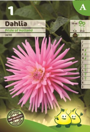 Dahlia ‘Pride of Holland’ - Dahlia