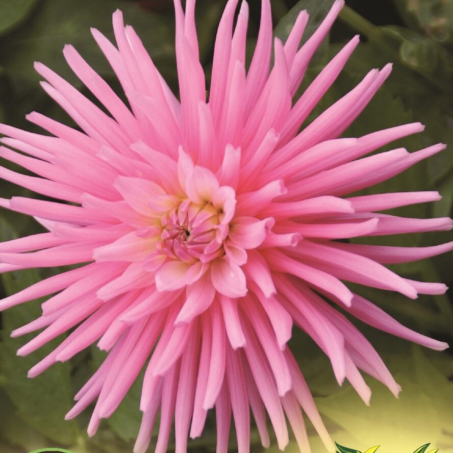 Dahlia ‘Pride of Holland’ - Dahlia