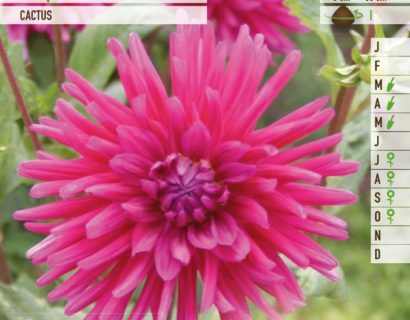 Dahlia ‘Purple Gem’ - Dahlia