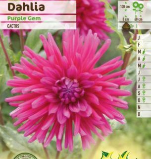 Dahlia ‘Purple Gem’ - Dahlia