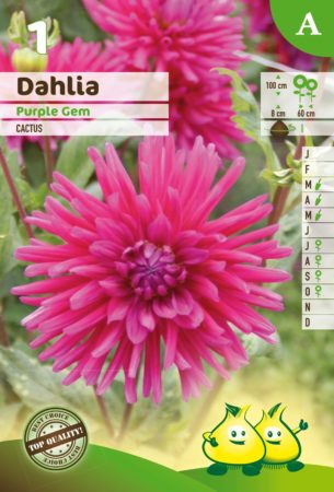 Dahlia ‘Purple Gem’ - Dahlia