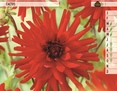 Dahlia ‘Rotterdam’ - Dahlia