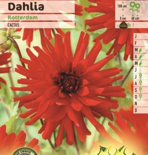 Dahlia ‘Rotterdam’ - Dahlia