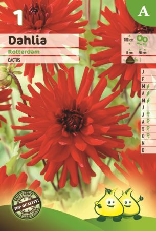 Dahlia ‘Rotterdam’ - Dahlia