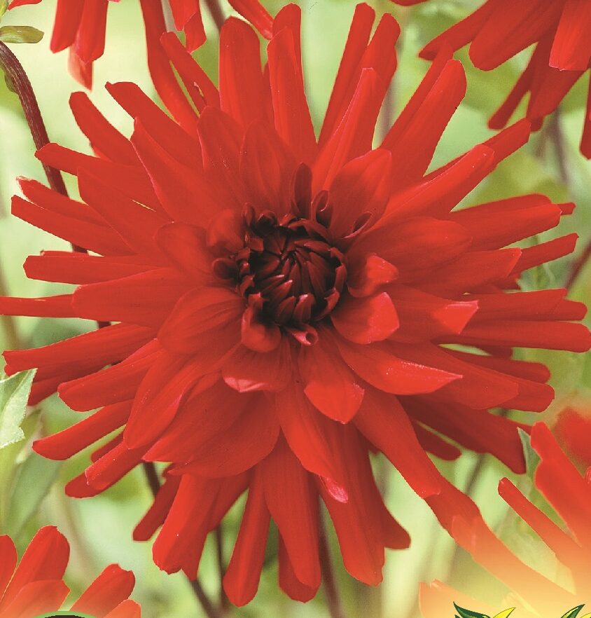 Dahlia ‘Rotterdam’ - Dahlia