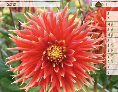 Dahlia ‘Show ’n Tell’ - Dahlia