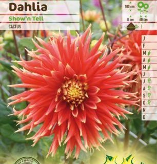 Dahlia ‘Show ’n Tell’ - Dahlia