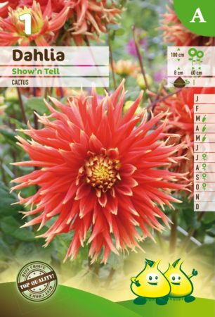 Dahlia ‘Show ’n Tell’ - Dahlia