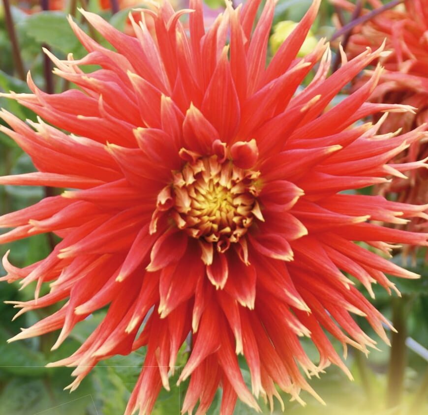Dahlia ‘Show ’n Tell’ - Dahlia