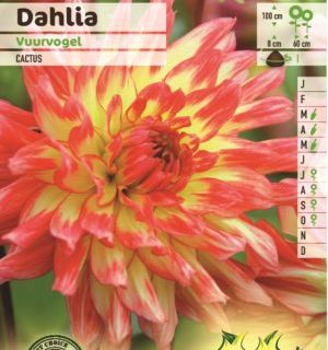 Dahlia ‘Vuurvogel’ - Dahlia