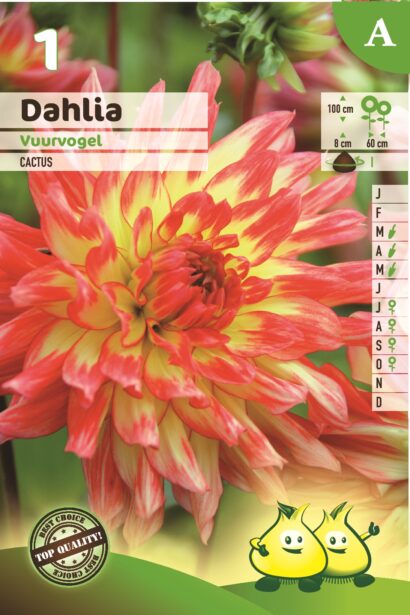 Dahlia ‘Vuurvogel’ - Dahlia