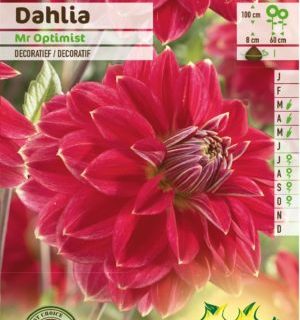 Dahlia ‘Mr Optimist’ - Dahlia