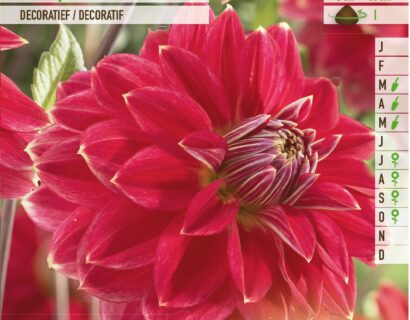 Dahlia ‘Mr Optimist’ - Dahlia