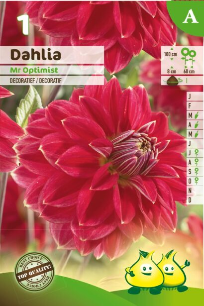 Dahlia ‘Mr Optimist’ - Dahlia