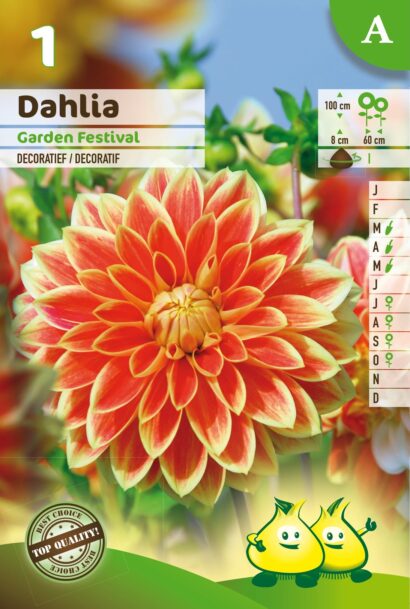 Dahlia ‘Garden Festival’ - Dahlia