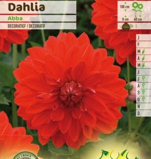 Dahlia ‘Abba’ - Dahlia