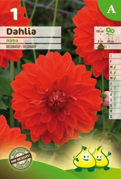 Dahlia ‘Abba’ - Dahlia