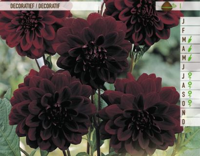Dahlia ‘Arabian Night’ - Dahlia
