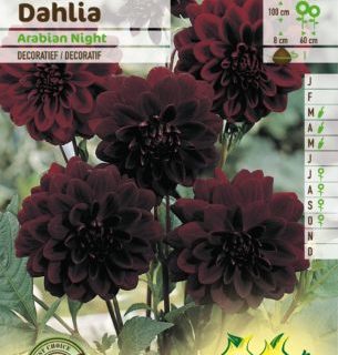Dahlia ‘Arabian Night’ - Dahlia