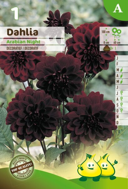 Dahlia ‘Arabian Night’ - Dahlia