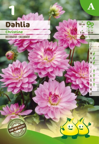 Dahlia ‘Christine’ - Dahlia