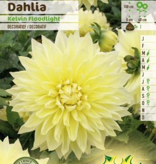 Dahlia ‘Kelvin Floodlight’ - Dahlia
