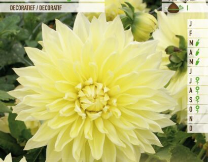 Dahlia ‘Kelvin Floodlight’ - Dahlia