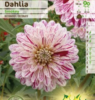 Dahlia ‘Smokey’ - Dahlia