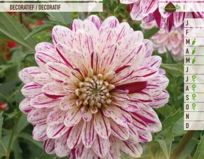 Dahlia ‘Smokey’ - Dahlia