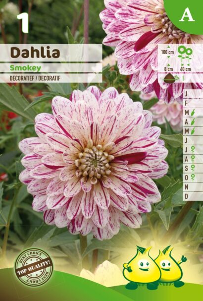 Dahlia ‘Smokey’ - Dahlia