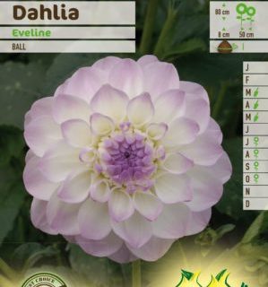 Dahlia ‘Eveline’ - Dahlia