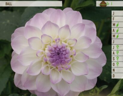 Dahlia ‘Eveline’ - Dahlia