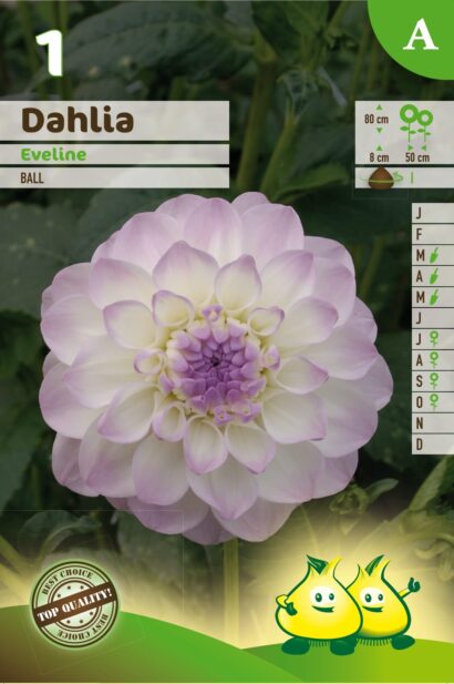 Dahlia ‘Eveline’ - Dahlia