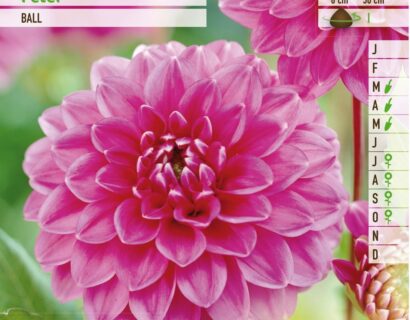 Dahlia ‘Peter’ - Dahlia