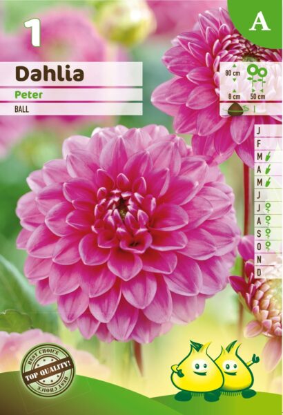 Dahlia ‘Peter’ - Dahlia