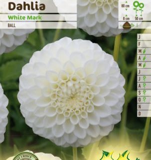 Dahlia ‘White Mark’ - Dahlia