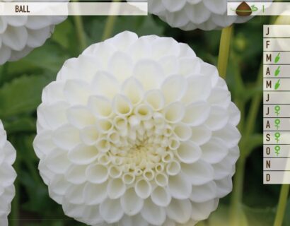 Dahlia ‘White Mark’ - Dahlia